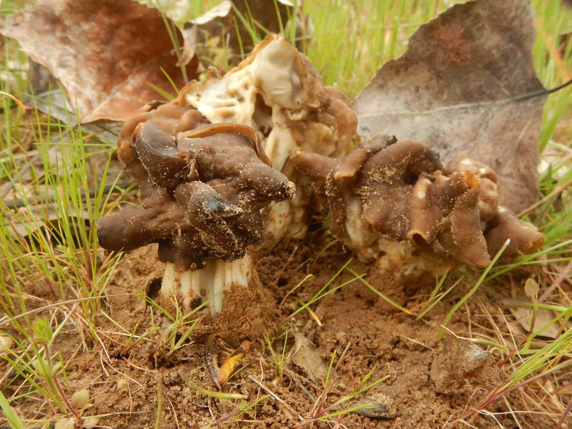 Helvella fusca, 25-04-05 (11)